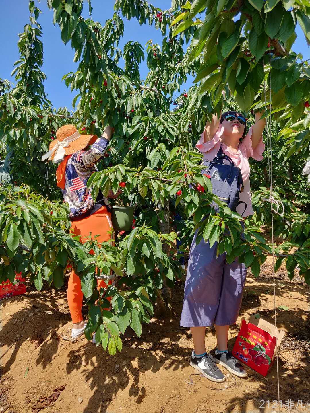 2019年樱桃采摘活动报道